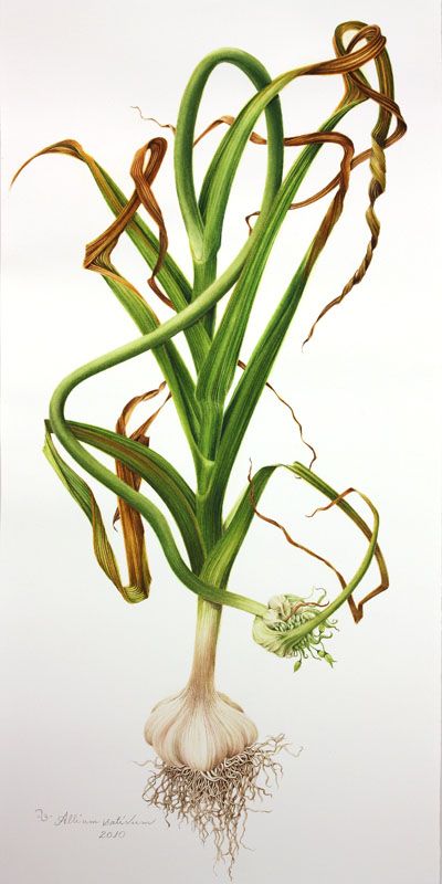 Tulipa spp.Cornus florida.  Allium sativum 2010. Milly Acharya. Allium Sativum, Botanisk Illustration, Illustration Botanique, Botanical Beauty, Botanical Painting, Botanical Watercolor, Scientific Illustration, Plant Illustration, Botanical Drawings