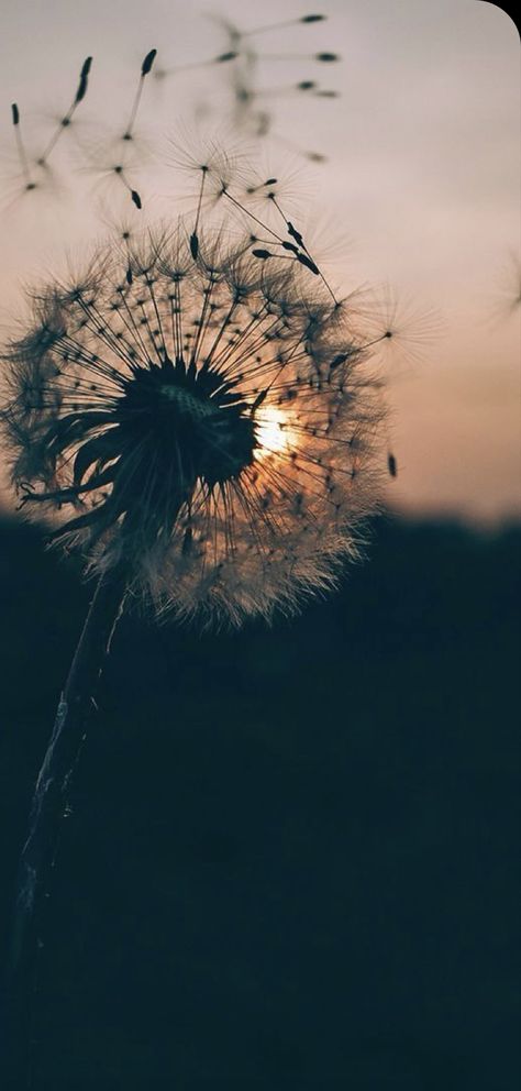 Dandelion, The Sun, Sun