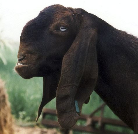 Animals Wallpaper Aesthetic, Damascus Goat, Cute Animals Wallpaper, You Are Handsome, Ugly Animals, Image Nature, Unusual Animals, Rare Animals, Funny Animal Memes