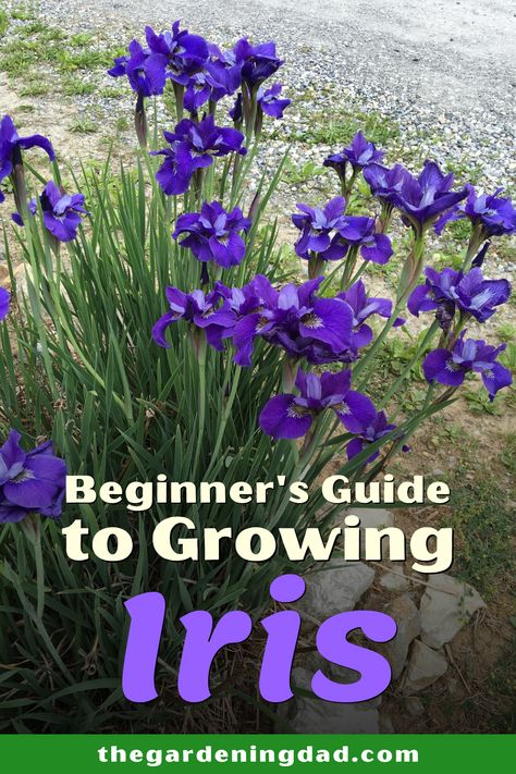 Iris In Garden Bed, Japanese Iris Garden, Iris And Hosta Garden, How To Plant Irises, Planting Iris In Spring, Planting Iris Bulbs In Pots, How To Plant Iris Rhizomes, Iris Flower Garden Ideas, Planting Iris Rhizomes