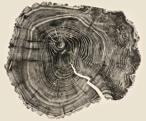 Grafik Art, Grill Restaurant, Woodcuts Prints, Tree Rings, Cross Section, Wood Patterns, 로고 디자인, Art Plastique, Art Graphique