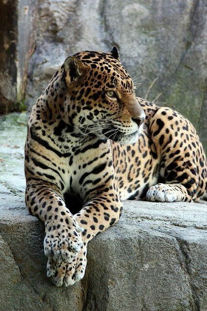 Tiger Jaguar Animal, Regnul Animal, Exotic Cats, Majestic Animals, Cat Photography, African Animals, Ford Gt, Leopards, Exotic Pets