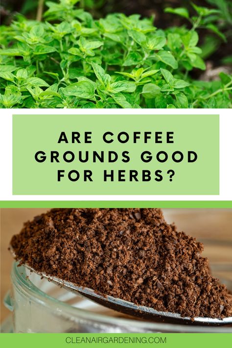 Coffee Grounds For Plants, Basil Garden, Oregano Plant, Potted Herbs, Air Garden, Growing Coffee, Growing Basil, Herb Containers, Herb Gardening