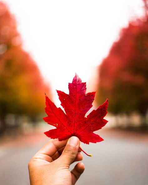 What Do Colors Mean, Columbia Road, Autumn Bracelet, Holiday Beading, Fall Images, Canada Destinations, Fall Background, Color Meanings, Leaf Background