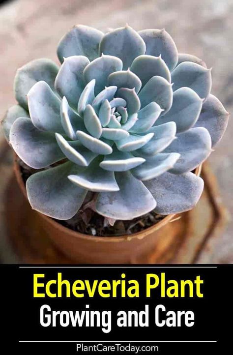 Echeveria is a type of succulent with fleshy leaves and attractive bell-shaped blossoms in colors ranging from palest white to fire engine red and everything in between. Echeveria Types, Echeveria Care, Echeveria Succulent, Container Garden Design, Types Of Succulents, Plant Growing, Growing Succulents, Succulent Gardening, Succulent Care