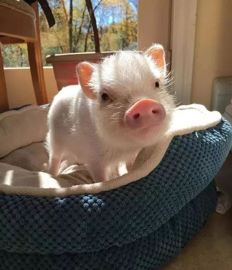 Teacup Pig, Cute Piglets, Psy I Szczenięta, Cute Piggies, Pet Pigs, Baby Animals Pictures, Baby Pigs