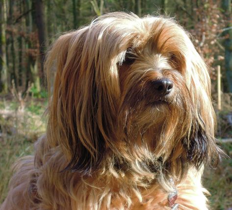 Best Dog Hair Grooming Clippers For A Tibetan Terrier Tibet Terrier, Most Beautiful Dog Breeds, Beautiful Dog Breeds, Dog Clippers, Tibetan Terrier, Terrier Breeds, Dog Diet, Dog Face, Dog Behavior