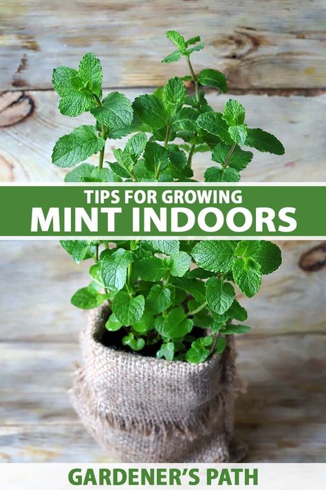 Growing Mint Indoors, How To Grow Mint, Grow Mint, Easy Herbs To Grow, Mint Plant, Mint Seeds, Growing Herbs Indoors, Growing Mint, Peppermint Plants