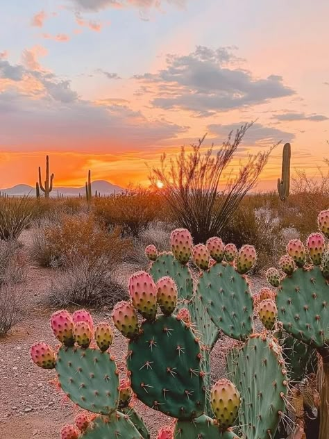 Desert Installation, Salsa Aesthetic, Palm Dessert, Beautiful Places Pictures, Desert Color Palette, Cactus Farm, Arizona Aesthetic, Desert Tones, Albuquerque Balloon Fiesta