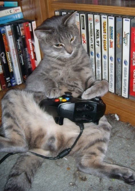 Cat playing video games Cat Playing Video Games, Cute Animal Quotes, Love Your Pet, Cute Animals Images, Funny Cat Pictures, Playing Video Games, Cat Playing, Animal Quotes, Funny Animal Pictures