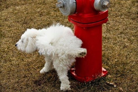 White Dog Fire Hydrant peeing Dog Pee Post Ideas, Dog Fire Hydrant, Dog Potty Area, Dog Friendly Backyard, Loose Leash Walking, New Puppy Checklist, Outside Dogs, Dog Behavior Training, Puppy Snuggles