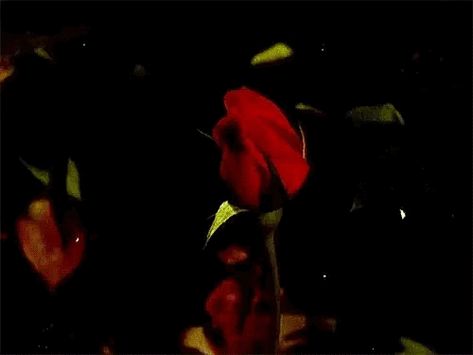 Rose Stim Gif, Red Roses Gif, Red Aesthetic Gif, Roses Gif, Rose Gif, Rosé Gif, Dark Circus, Time Lapse Photography, Rosé Aesthetic