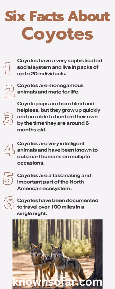 Coyotes Coyote Therian Tips, Coyote Therian Outfit, Coyote Fursona, Demihuman Oc, Coyote Symbolism, Coyote Pictures, Coyote Facts, Coyote Aesthetic, Coyote Therian