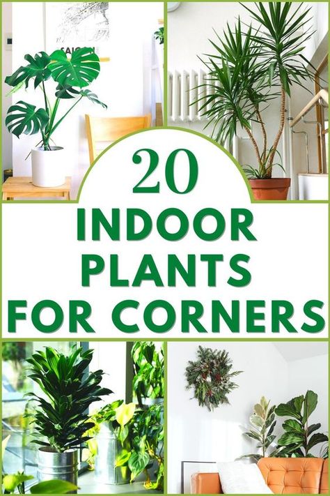 Indoor Plants for Living Room Corners >> LEARN MORE @gardengearshop GardenGearShop .com #gardengearshop #garden #gardening #growyourown #homegrown #backyard #seeds #plants #planting #grow Big Corner Plant, Plant For Corner Of Living Room, Corner Indoor Plant Ideas, Floor House Plants, Large Plants For Living Room, Tall House Plants Indoor Living Rooms, Tall Plant Stand Indoor Living Rooms, Living Room Corner Plant Ideas, Best Big Indoor Plants