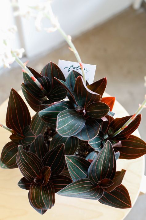 Plant Know-How: Ludisia discolor Ludisia Discolor, Jewel Orchid, Gothic Garden, Hanging Garden, Color Help, Pet Safe, Orchid Flower, Terracotta Pots, Cool Tools