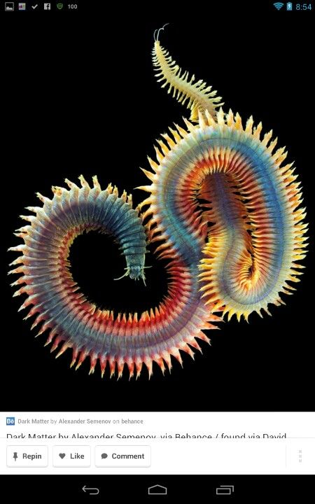 CENTipede = ONE HUNDRED legs.  Gross. Annelid, Weird Sea Creatures, Foto Macro, Creature Marine, Arctic Sea, Air Tawar, Deep Sea Creatures, Beautiful Sea Creatures, Underwater Creatures