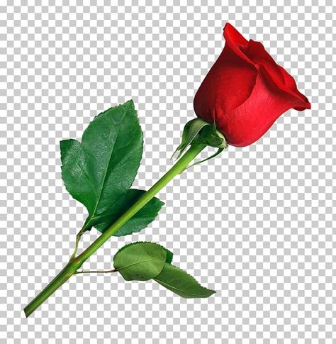 Flowers Png Hd, Red Rose Png, Rose Clip Art, Rose Flower Png, Hd Rose, Flower Png Images, Yellow Cloud, Rose Png, Red Background Images