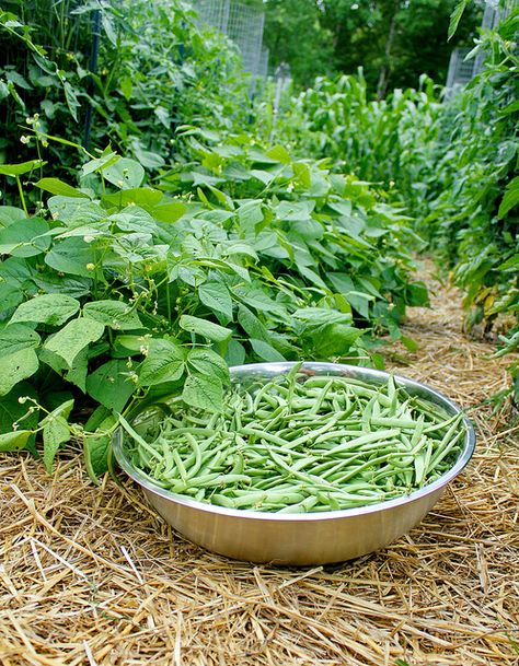 Blackberry Farms, Veg Garden, Farms Living, Down On The Farm, Fruit Garden, Veggie Garden, Farm Gardens, Country Gardening, Edible Garden