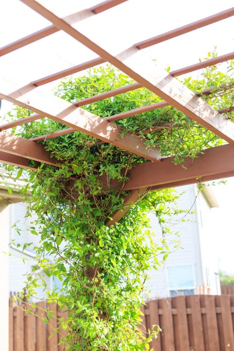 Climbing Plants On Pergola, Best Vines For Pergola, Climbing Roses On Pergola, Best Climbing Plants For Pergolas, Pergola Vines Climbing Flowers, Best Trellis Plants, Best Climbing Plants Trellis, Planted Pergola, Climbing Bougainvillea Trellis