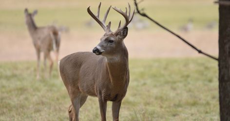 Deer Attractant, Deer Feeders, Deer Stands, Whitetail Hunting, Whitetail Deer Hunting, Big Deer, Deer Hunting Tips, Trail Cameras, Young Bucks