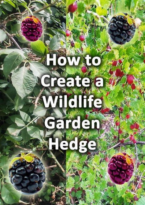 Wildlife Garden Design, Habitat Garden, Garden Hedges, Eco Garden, Wildlife Garden, Native Plant Gardening, Hummingbird Garden, Garden Steps, Perennial Shrubs