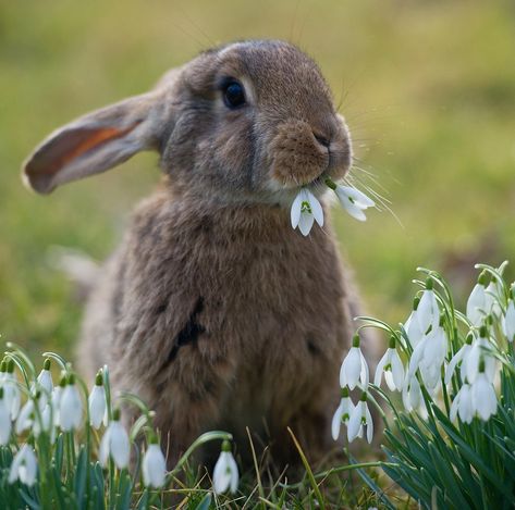 A bunny in the snowdrops, two lovely signs of spring! Spring Animals, Baby Bunnies, Hamsters, Sweet Animals, Animal Photo, 귀여운 동물, Cute Bunny, Animals Friends, Bunny Rabbit