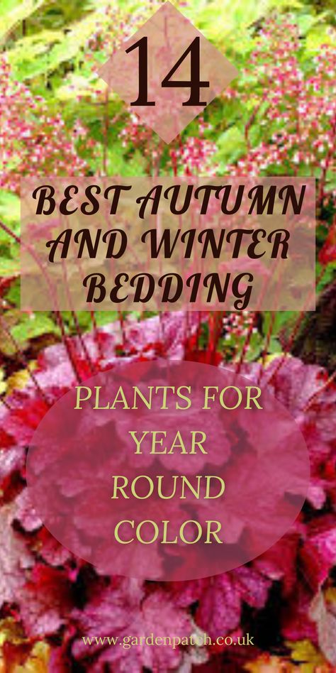 Cold-season plants can fill the gaps in your flower beds between established plants. They can also replace spent summer-flowering annuals. Read on to discover 14 bedding plants that you can enjoy in autumn and winter, together with planting tips for the best results. #wintergarden #autumn Fall Winter Flower Beds, Fall Annuals Landscape, Autumn Garden Ideas Uk, Winter Garden Plants, All Season Flower Bed, Winter Flower Beds, Autumn Garden Ideas, Fall Flower Bed, Winter Potted Plants