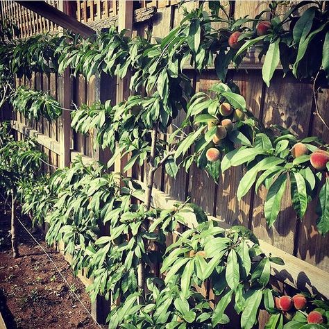 My espaliered peach tree. Hello Gardeners of Instagram healthy eaters and fellow environmental warriors. I'm Chris and green living is my passion. I run a company called Earth Neutral you can find us over at www.earthneutral.com come over and say hello. I believe that sustainability is an obligation we all must do what we can to save our beautiful planet. I am a qualified electrician and training horticulturist. We help people lower their carbon footprint by installing solar panels led lighting Espalier Fruit Trees, Growing Organic Tomatoes, Day Earth, Peach Tree, Peach Trees, Solar Panel Installation, Wall Garden, Growing Food, Edible Garden