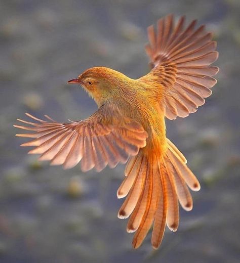 Bird Flying, Wild Kingdom, Montezuma, Bird Wings, Haiwan Peliharaan, Bird Pictures, Exotic Birds, Bird Drawings, Pretty Birds