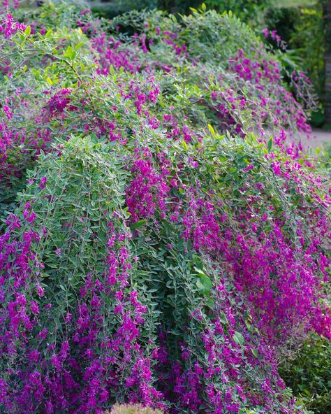 Fountains of Lespedeza thunbergii in the legume family beds of the Evolution Garden. . . . . . . . . . #lespedeza #lespedezathunbergii… | Instagram Lespedeza Thunbergii, Family Bed, Flowering Plants, Floral Vine, Horticulture, Botany, Garden Ideas, Evolution, Vines