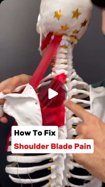 Health DIY - Natural Remedies on Instagram: "Do you experience shoulder blade pain that just won’t go away? Great post by @drjoedamiani for more! 🙏  You’ve tried stretching it, massaging it and fixing your posture but it keeps coming back? Plus you get headaches and it seems like it’s all connected? (Well you’re probably right!)  You see when we have improper shoulder blade function, the muscles that connect it to the spine have to overwork and those muscles tug on the neck which can cause headaches!  PLUS, if your upper back and rib head joint are stiff… then the muscles (rhomboids, levant scapulae and upper trapezius have to work even more). SO to fix the situation we have to:  1.) Release the muscles to put them in a more healthy state. 2.) Mobilize the upper spine and rib head joints How To Release Trapezius Muscle, How To Stretch Trapezius Muscle, Stretch Between Shoulder Blades, Scapula Stretches For Pain, Shoulder Blade Exercises, Shoulder Blade Stretches For Pain, Shoulder Massage Techniques, Shoulder Blade Pain Relief, Stretches For Upper Back Pain