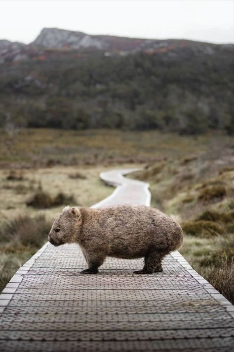 Nature Wallpapers Aesthetic, Aesthetic Wildlife, Cute Wombat, Tasmania Road Trip, Tasmania Travel, Tattoo Nature, Animals Tattoo, Nature Wallpapers, Animal Sketches