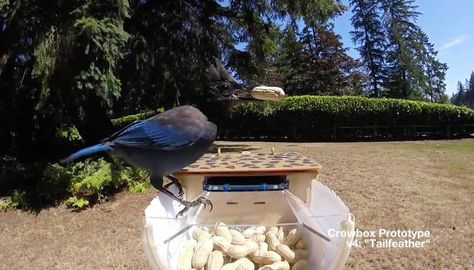 Crow Feeder, Crow Feeder Diy, Crow House Diy, Crow Crafts, Crow Feeding Station, Crow Box Diy, Crow Friend, Crows Nest Deck, Crow Enrichment