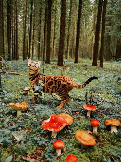 Bengal's breathtaking photos will fill you with travel envy Adventure Cat, Photos Travel, Haiwan Peliharaan, Airbrush Art, Cat Training, Cat Photography, Bengal Cat, Cat Aesthetic, Warrior Cats