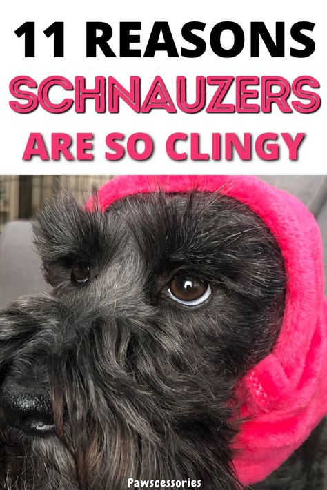 In this post you’ll discover the 11 of the most common reasons why your schnauzer is acting so clingy and needy as well as things you can do to help reduce their clinginess. Reason #1 is the least talked about but potentially one of the biggest! #schnauzers #schnauzertips #schanuzerfacts How To Groom A Schnauzer At Home, Schnauzer Face Grooming, Miniature Schnauzer Haircut Hairstyles, Giant Schnauzer Grooming Styles, Schnauzer Sayings, Mini Schnauzer Grooming Haircuts, Schnauzer Haircuts, Black Mini Schnauzer, Schnauzers Funny