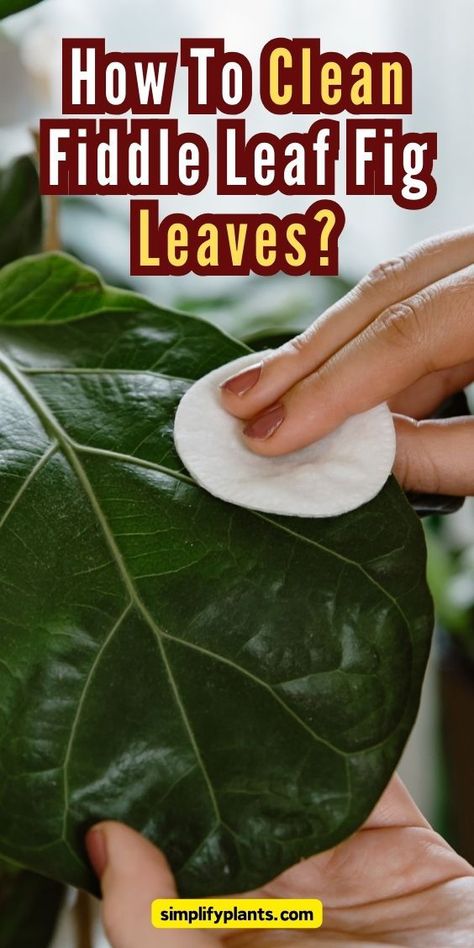 Fiddle Leaf Fig | Indoor Gardening - cleaning fiddle leaf fig leaves, fiddle leaf fig care, fiddle leaf fig 
maintenance, fiddle leaf fig leaf cleaning, fiddle leaf fig plant care, 
fiddle leaf fig leaf care, fiddle leaf fig leaf maintenance, fiddle leaf 
fig cleaning tips, fiddle leaf fig leaf cleaning guide, fiddle leaf fig 
cleaning frequency, fiddle leaf fig leaf cleaning methods, fiddle leaf fig 
leaf cleaning products, fiddle leaf fig leaf cleaning solutions Fig Plant Indoor, Indoor Fig Trees, Fig Leaf Tree, Fiddle Fig Tree, Fiddle Leaf Fig Care, Fiddle Leaf Tree, Fig Plant, Fiddle Fig, Plant Care Houseplant