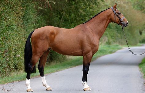 Irish Draft Horse, Irish Sport Horse, Hunter Horse, Warmblood Horses, Pony Breeds, Horse Dressage, Horse Treats, Thoroughbred Horse, Dressage Horses