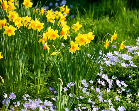 How to plant daffodil bulbs: when, where and how to plant daffodils | Homes & Gardens Tulip Daffodil Hyacinth Garden, Daffodils And Tulips Landscaping, Daffodil Companion Plants, Planting Daffodil Bulbs, Hyacinths Garden, Daffodil Images, Spring Displays, Daffodils Planting, Perennial Bulbs