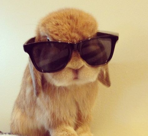 Sunglasses are helpful should your Easter be sunny and hinder your site. Animals Memes, Adorable Bunnies, Fluffy Bunny, Bunny Pictures, Wearing Sunglasses, Funny Bunnies, Baby Bunnies, Cute Creatures, So Cool