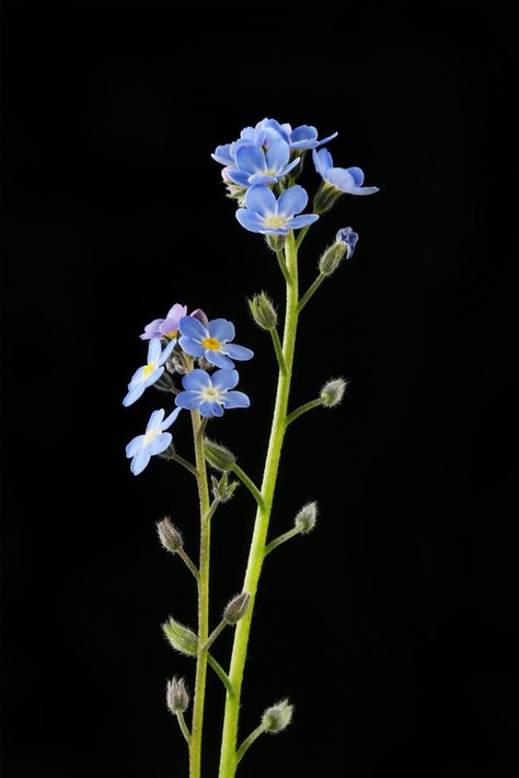 Forget Me Nots Flowers, Unique Flower Arrangements, Flower Symbol, Flower Meanings, Tiny Plants, Growing Tips, Ground Cover Plants, Forget Me Nots, Language Of Flowers