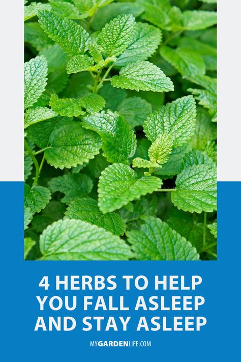 Sleeping Herbs, Herbs For Sleep, Homestead Gardening, Natural Sleep Aid, Kitchen Gardening, Hanging Herbs, Immune Boosting Foods, Medicinal Garden, Sleep Supplements