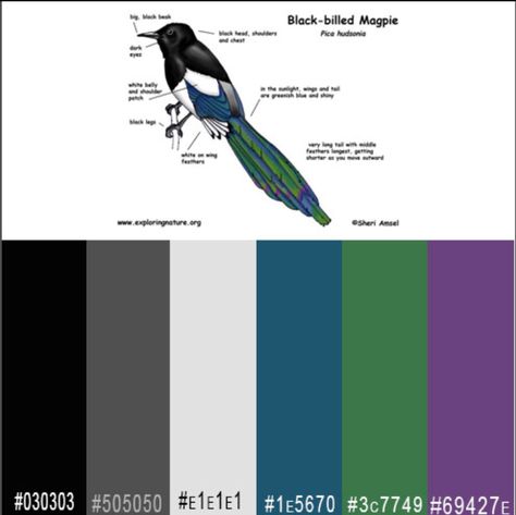 Black-billed magpie color scheme Magpie Color Palette, Magpie Symbolism, Magpie Rhyme, Magpie Aesthetic, Black Billed Magpie, Magpie Tattoo, Bird Wallpaper, Witchy Woman, August 12