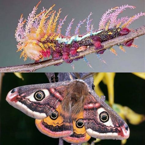 The family Saturniidae, commonly known as saturniids, by most measures include the largest species of moths. They are a family of Lepidoptera, Saturniidae Moth, Cute Moth, Cool Insects, Moth Caterpillar, Beautiful Bugs, Arachnids, Bugs And Insects, Imagine Dragons, Weird Animals