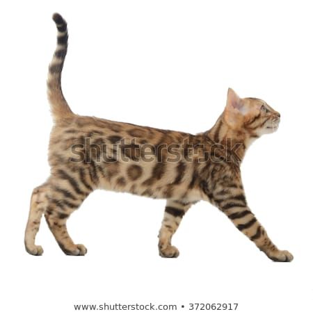 Gato Bengali, Asian Leopard Cat, Cat Walking, Gato Anime, Leopard Cat, Cat Reference, Cat Ideas, Exotic Cats, Bengal Cats