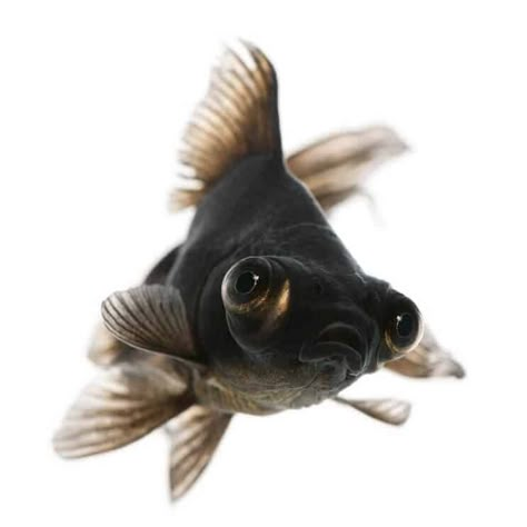 Black Moor Goldfish Care Black Moor Goldfish, Fish Care Tips, Goldfish Care, Fish Names, Black Goldfish, Fish Reference, Pet Goldfish, Fancy Goldfish, Bawah Air