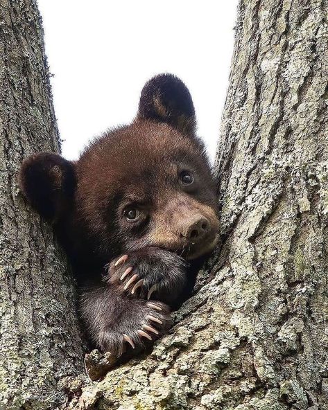 Photo Ours, Black Bear Cub, Bear Pictures, Bear Cub, Bear Cubs, Cute Animal Pictures, Sweet Animals, Baby Bear, Animal Planet