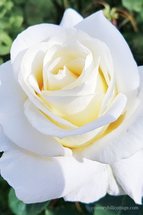 This gorgeous white rose inspired us to create our Chelsea Blooms print. Learn more about the this pattern at our blog. #rose #spring #flower #garden #florals | countryhillcottage. Spring Flower Garden, Hybrid Tea Rose, White Rose Flower, Rose Flower Pictures, Rose Varieties, Rose Flower Wallpaper, Hybrid Tea Roses, Climbing Roses, Beautiful Rose Flowers