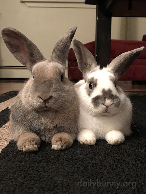 Four ears, four eyes, two noses, lots of whiskers - December 7, 2017 Pretty Bunny, Two Bunnies, Daily Bunny, Sister And Brother, Four Eyes, Bunny Pictures, Pet Bunny, Bunny Face