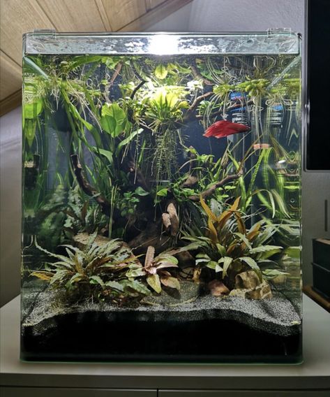 Betta Sorority, Underwater Aquarium, Fish Habitat, Aquarium Inspiration, 10 Gallon Fish Tank, Fish Types, Fish Aquarium Decorations, Fish Tank Themes, Fish Tank Terrarium