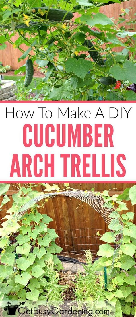 Growing cucumbers on a trellis saves space in the garden, and makes harvesting a breeze. Follow this step-by-step tutorial to make your own simple arch cucumber trellis. Cucumber Arch Trellis, Cucumber Trellis Diy, Bean Trellis, Trellis Diy, Cucumber Gardening, Garden Arch Trellis, Grape Trellis, Tomato Trellis, Cucumber Trellis